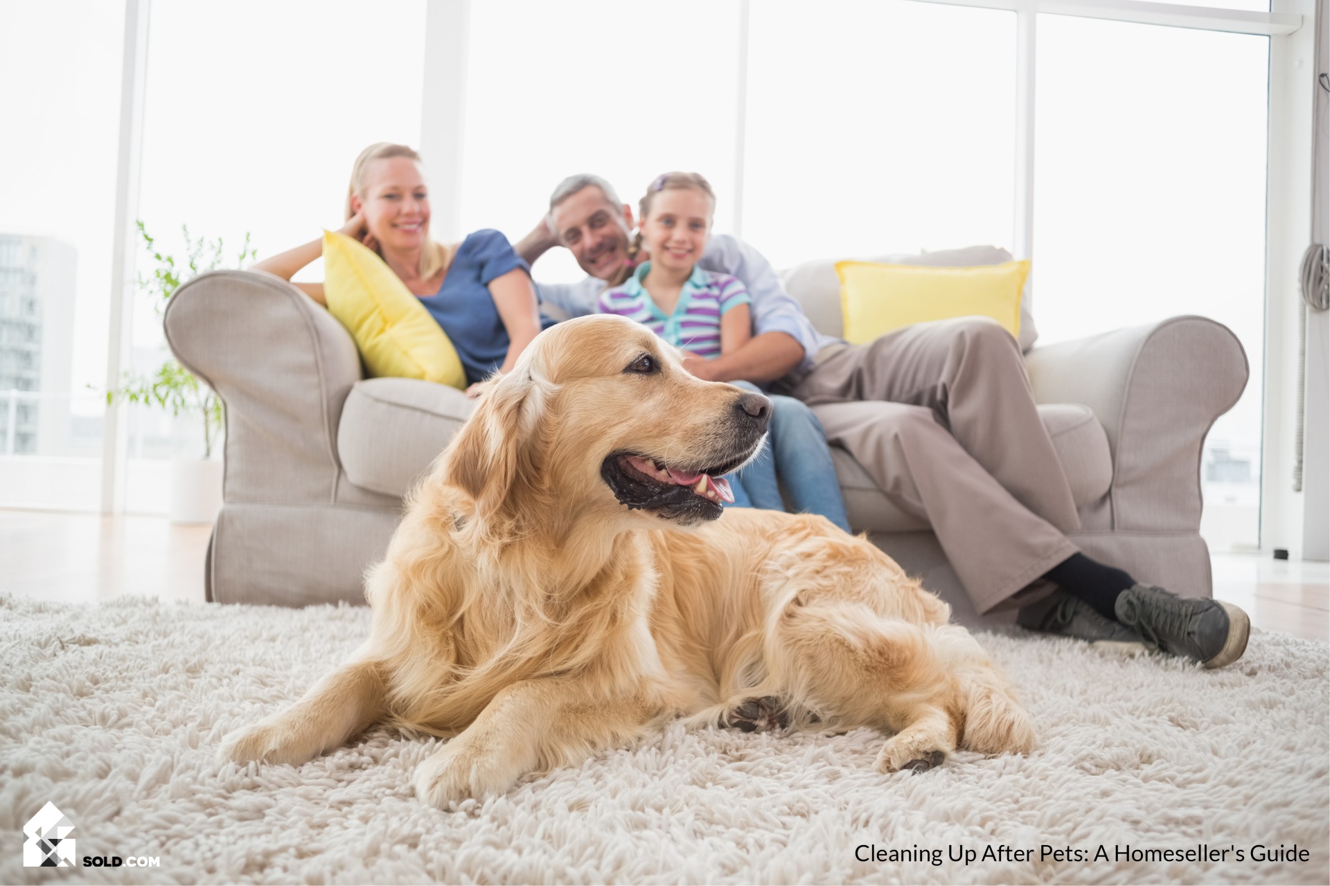 Cleaning Up After Pets: A Homeseller’s Guide